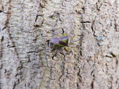 Acanthosoma haemorrhoidale