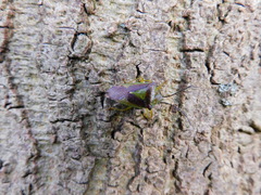 Acanthosoma haemorrhoidale