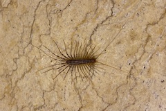 Scutigera coleoptrata
