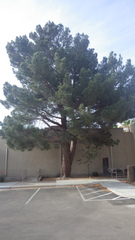 Pinus brutia eldarica