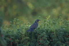 Turdus merula