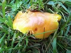 Hygrocybe quieta