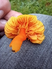 Hygrocybe quieta