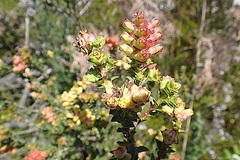 Penaea cneorum cneorum