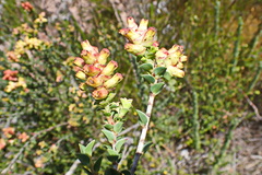 Penaea cneorum cneorum