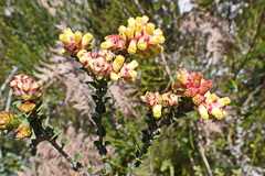 Penaea cneorum cneorum