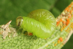 Pristiphora leucopus