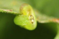 Pristiphora leucopus