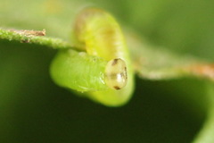 Pristiphora leucopus