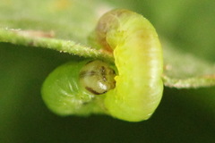 Pristiphora leucopus