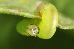 Pristiphora leucopus