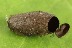 Pristiphora leucopus