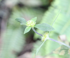 Spermacoce prostrata