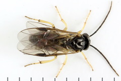 Pristiphora leucopus