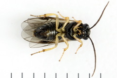 Pristiphora leucopus