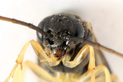 Pristiphora leucopus