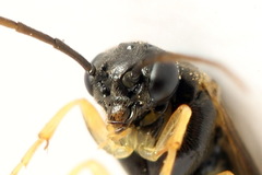 Pristiphora leucopus