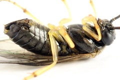 Pristiphora leucopus