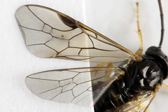 Pristiphora leucopus