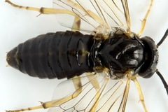 Pristiphora leucopus