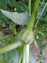 Physalis philadelphica