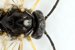 Pristiphora leucopus