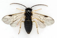 Pristiphora leucopus