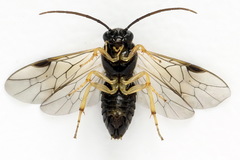 Pristiphora leucopus