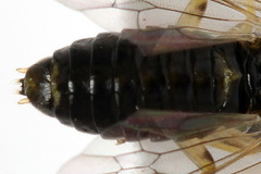 Pristiphora leucopus