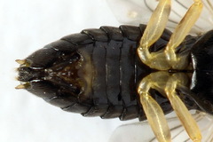 Pristiphora leucopus