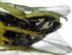 Pristiphora leucopus