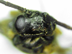 Pristiphora leucopus