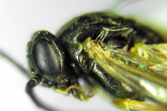 Pristiphora leucopus