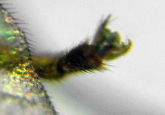 Pristiphora leucopus