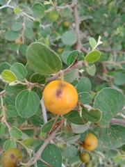 Physalis philadelphica