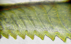 Pristiphora leucopus