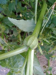 Physalis philadelphica