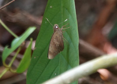 Erionota thrax