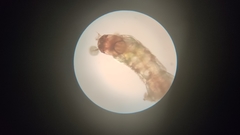 Chironomidae