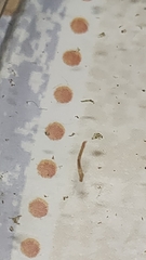 Chironomidae