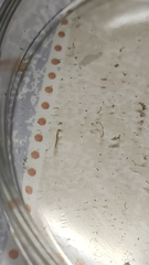 Chironomidae