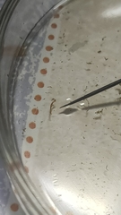 Chironomidae
