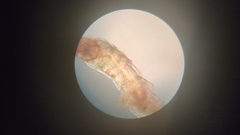Chironomidae