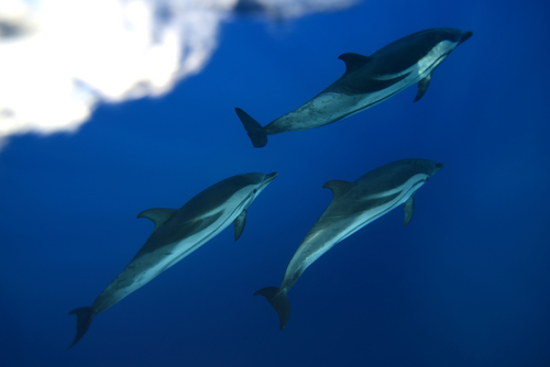 Striped Dolphin, photo 3 of 10