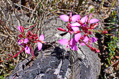Polygala triquetra