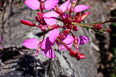 Polygala triquetra