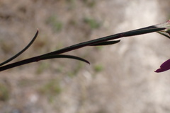 Polygala triquetra