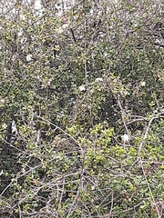 Gardenia resiniflua