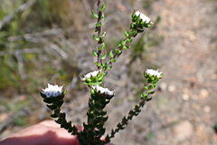 Phylica debilis debilis