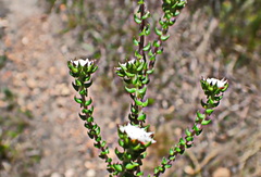 Phylica debilis debilis